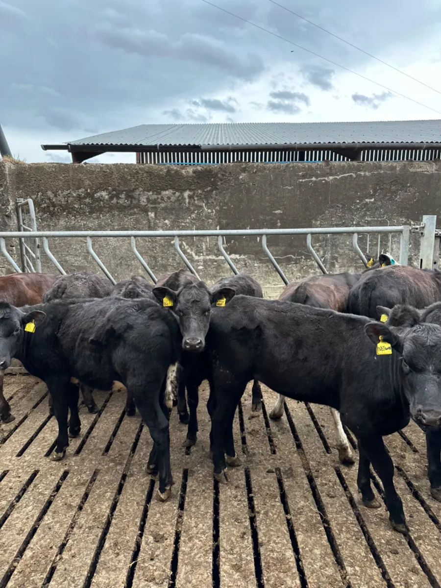 Angus and Hereford heifers - Image 1