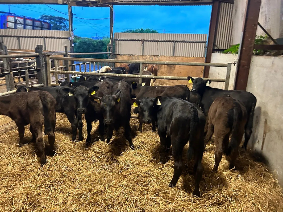 12 super  Angus runner heifers - Image 2
