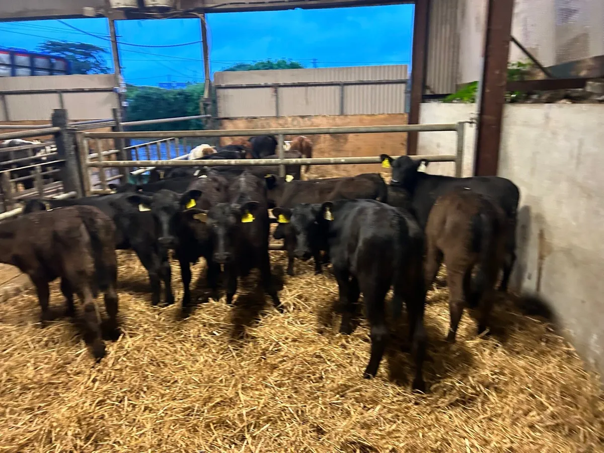 12 super  Angus runner heifers - Image 3
