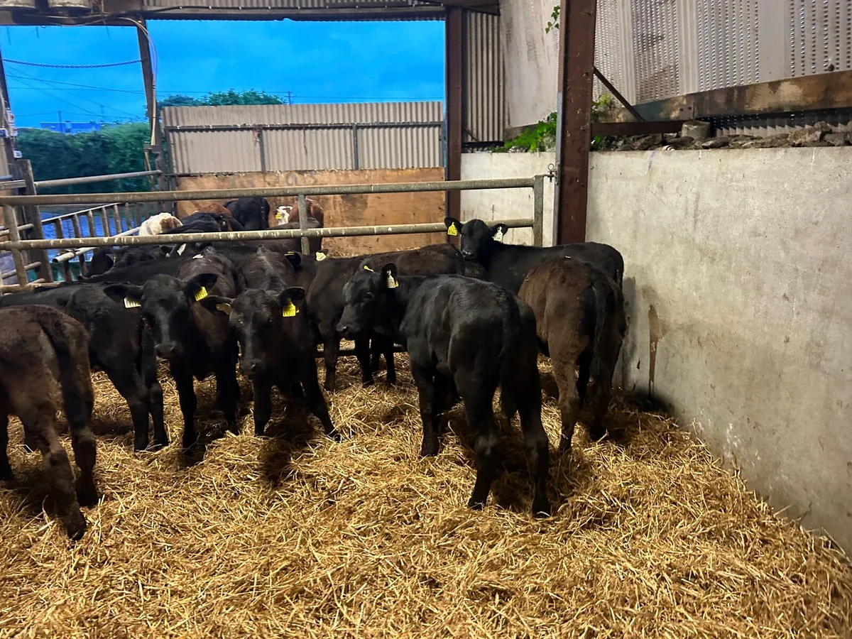 12 super  Angus runner heifers - Image 4