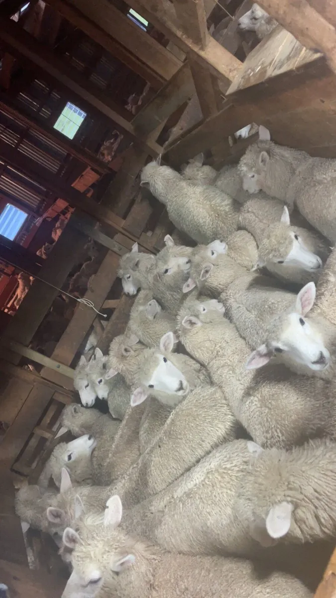 💥Sheep shearing💥 - Image 2