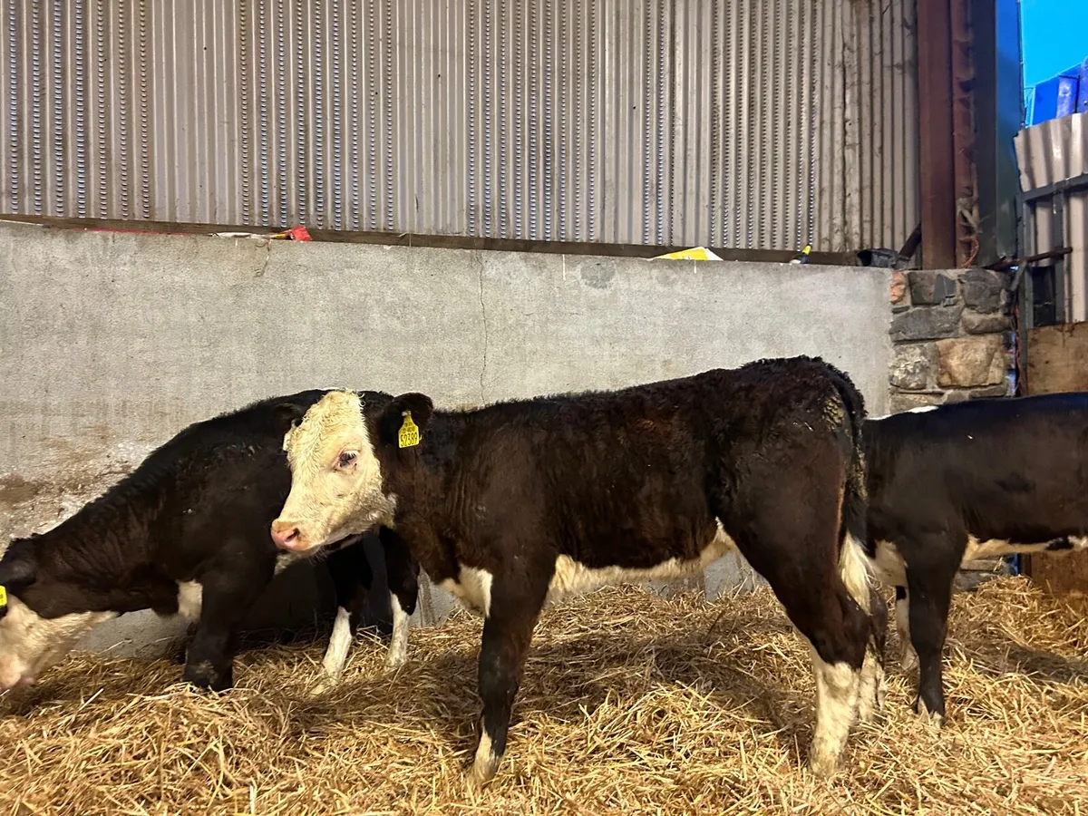 3 super  Hereford runner heifers - Image 1