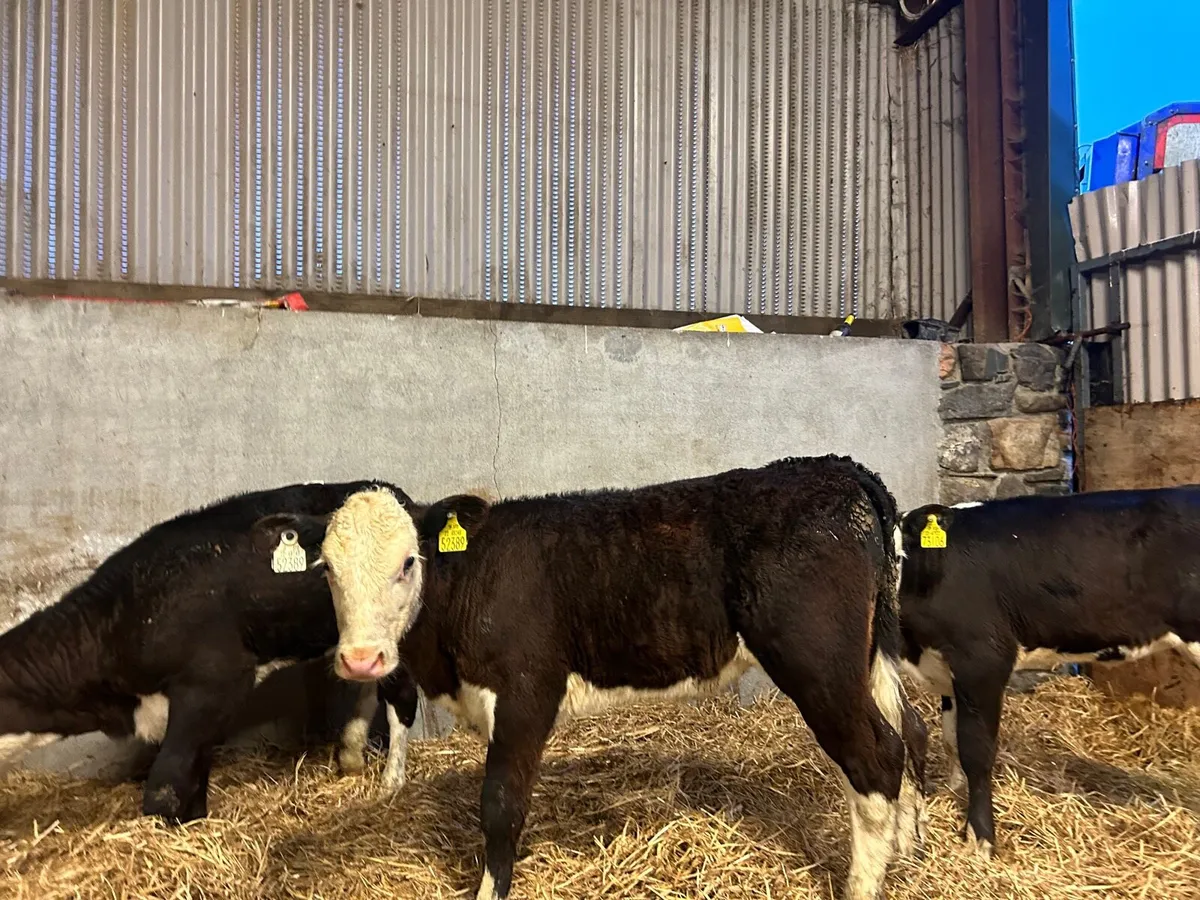 3 super  Hereford runner heifers - Image 2