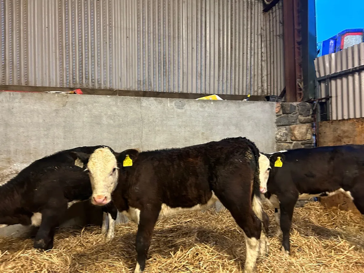 3 super  Hereford runner heifers - Image 3