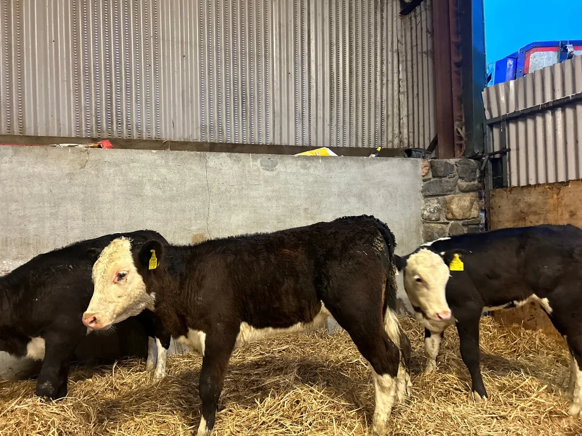 3 super  Hereford runner heifers - Image 4