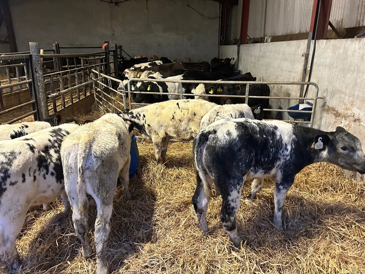 6 super Belgian blue  runner heifers - Image 1