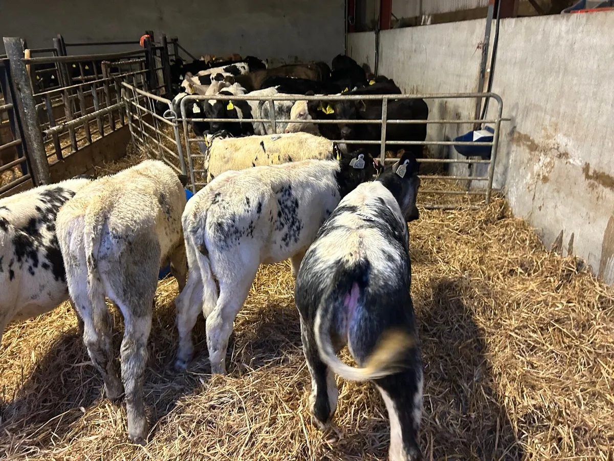 6 super Belgian blue  runner heifers - Image 2