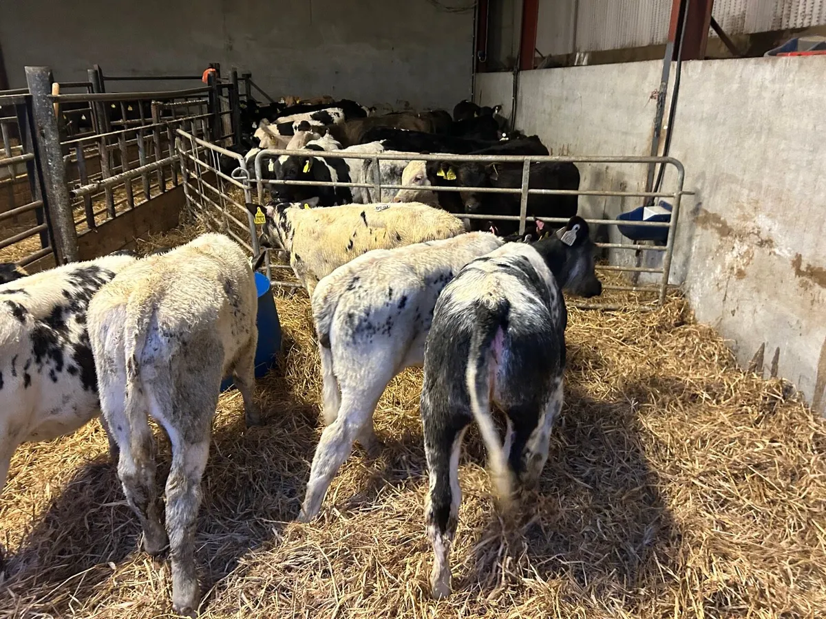 6 super Belgian blue  runner heifers - Image 3