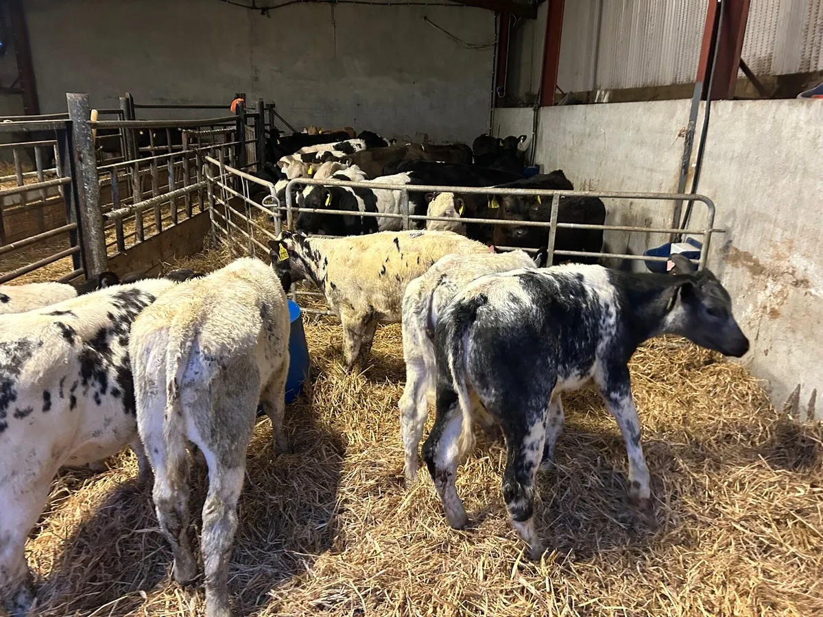 6 super Belgian blue  runner heifers - Image 4
