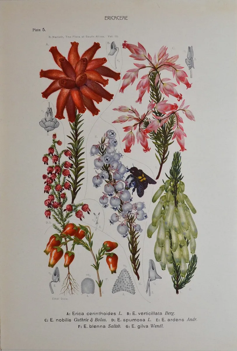 1932 Vintage Botanical Print Ericaceae Plate 5