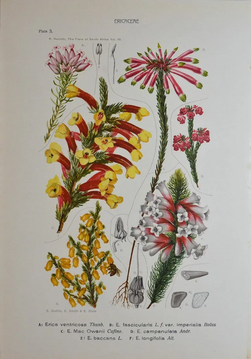 1932 Vintage Botanical Print Ericaceae Plate 3