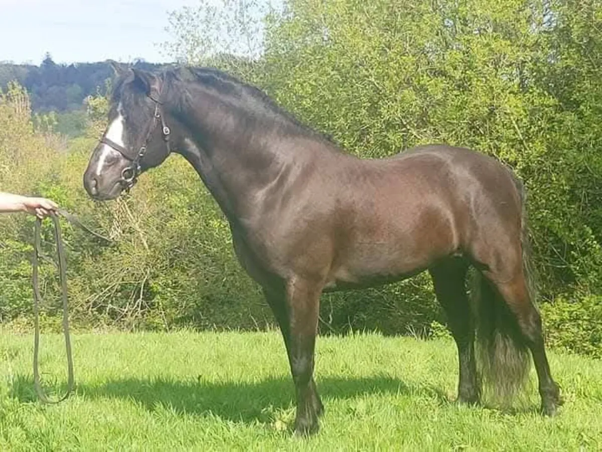 Ballyowen Samson - Image 1