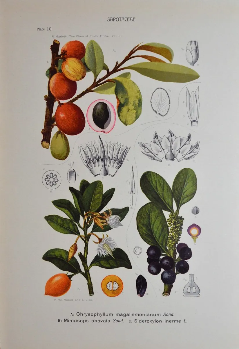 1932 Vintage Botanical Print Sapotaceae Plate 10