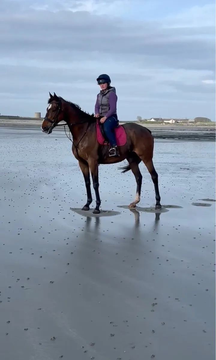 Sensible 10 year old 17hh thourghbred gelding - Image 1