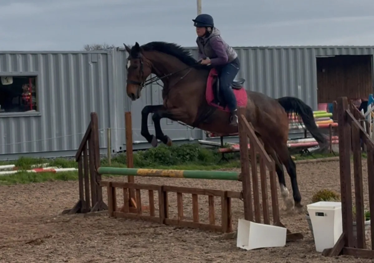 Sensible 10 year old 17hh thourghbred gelding - Image 2