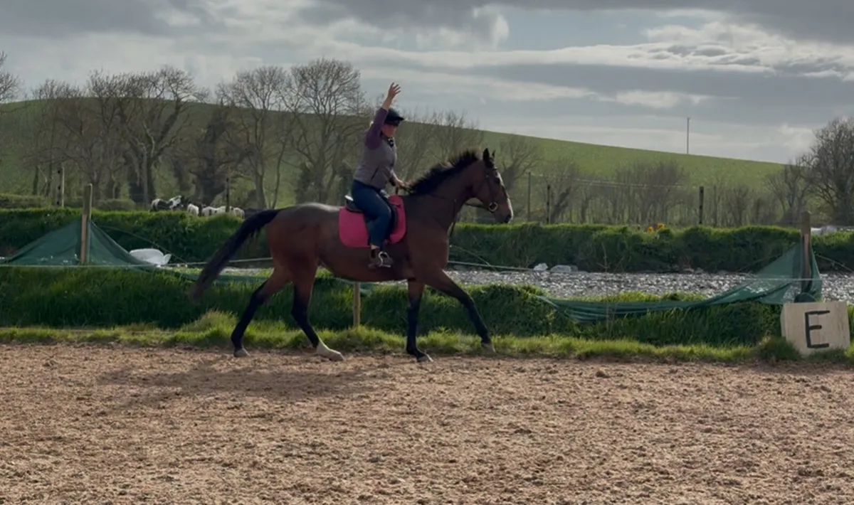 Sensible 10 year old 17hh thourghbred gelding - Image 3