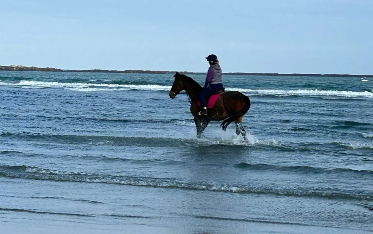 Sensible 10 year old 17hh thourghbred gelding - Image 4