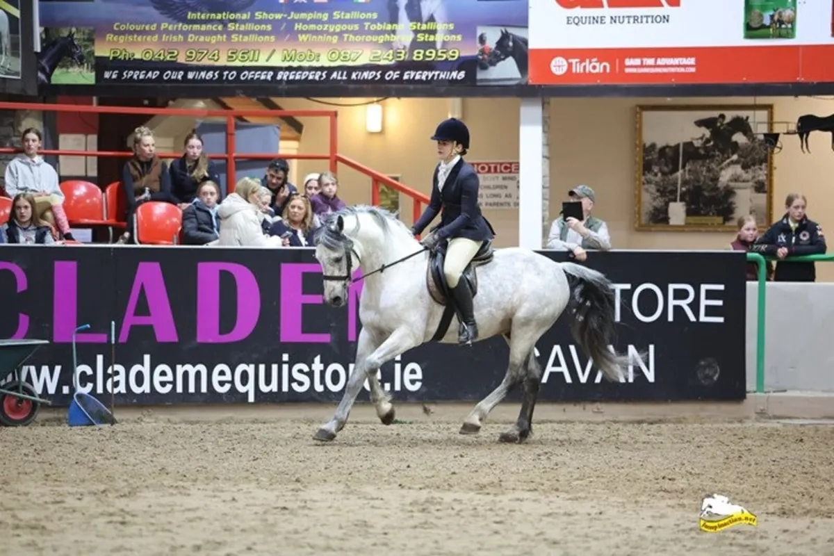 Class 1 Connemara Stallion at Stud Village Sparrow - Image 2