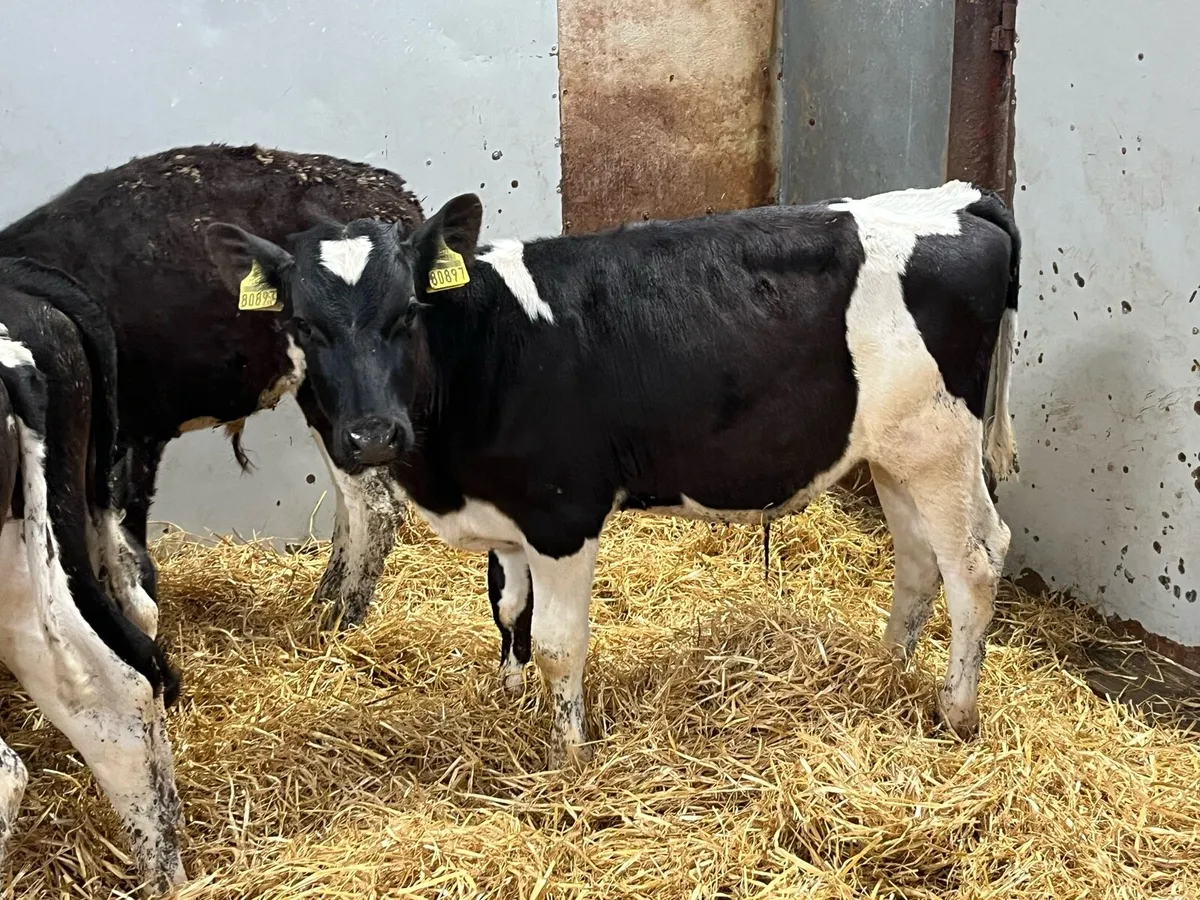 Super BR Friesian Bull Runners - Image 2