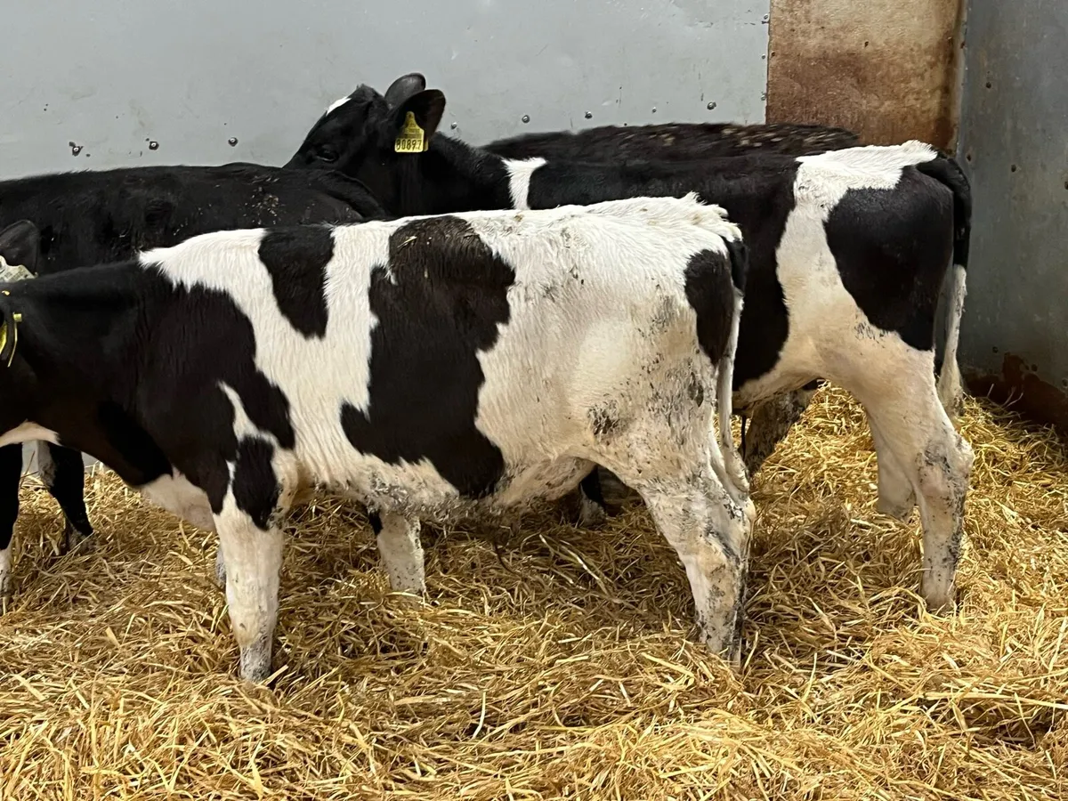 Super BR Friesian Bull Runners - Image 3