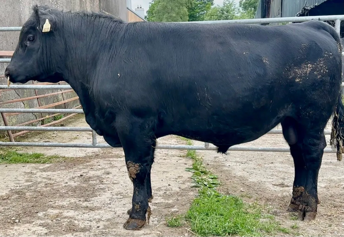 Pedigree Angus Bulls - Image 1
