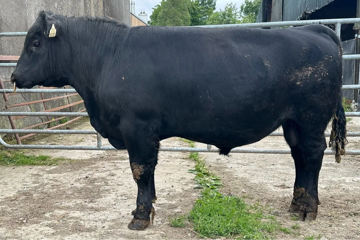 Pedigree Angus Bulls - Image 2