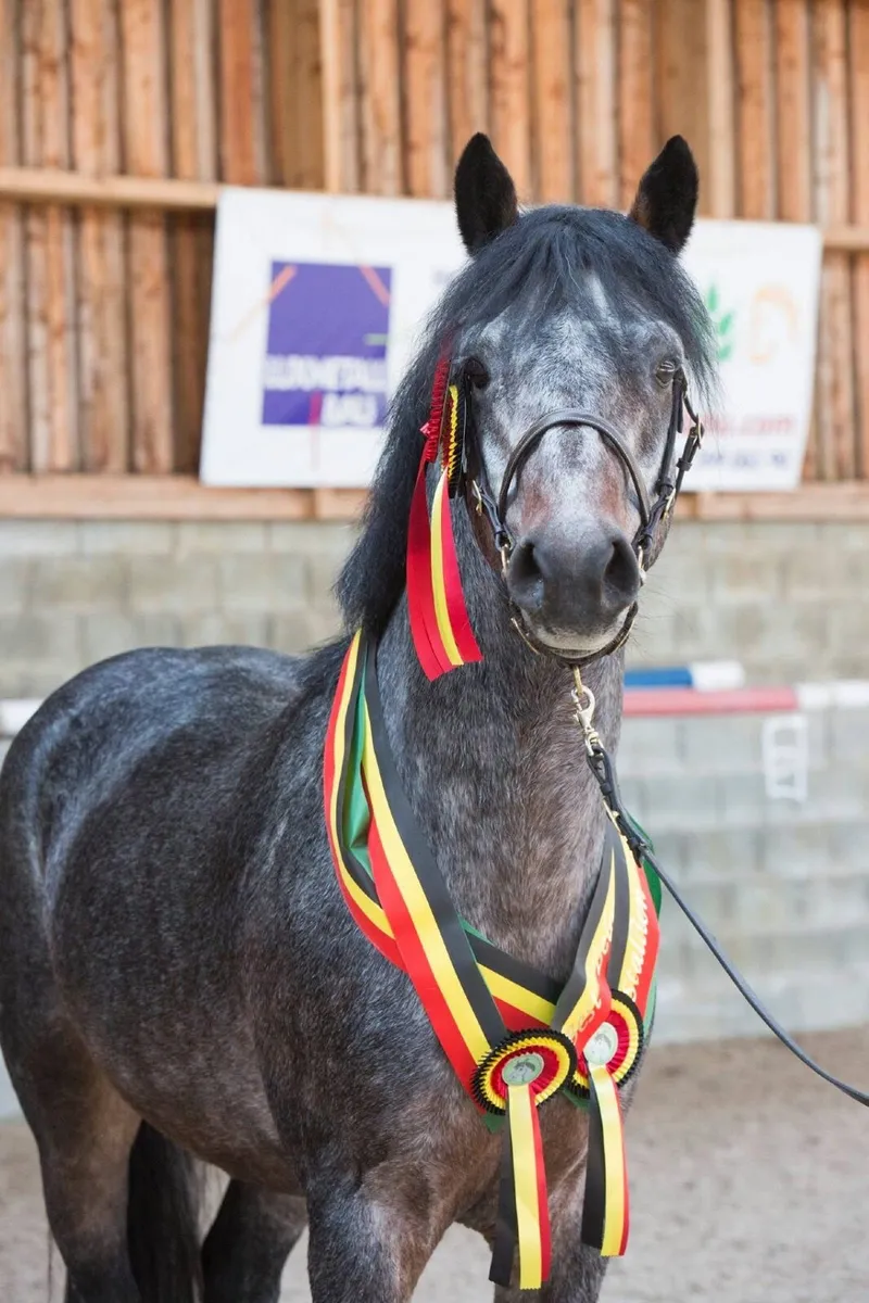 Class 1 Connemara Stallion at Stud Village Sparrow - Image 3