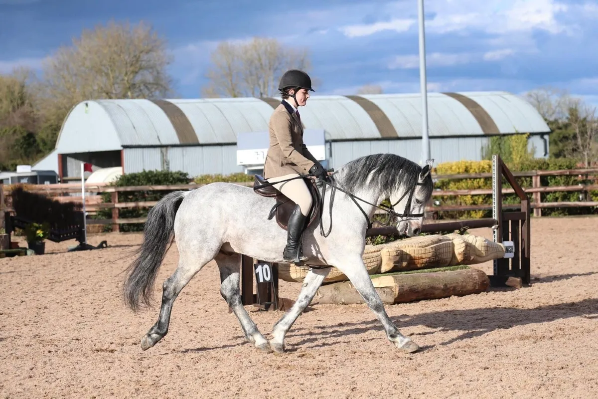 Class 1 Connemara Stallion at Stud Village Sparrow - Image 4