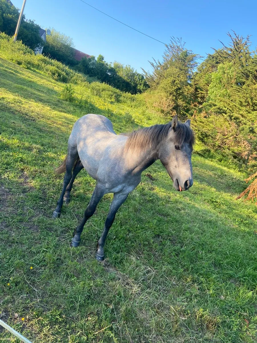 Connemara colt - Image 1