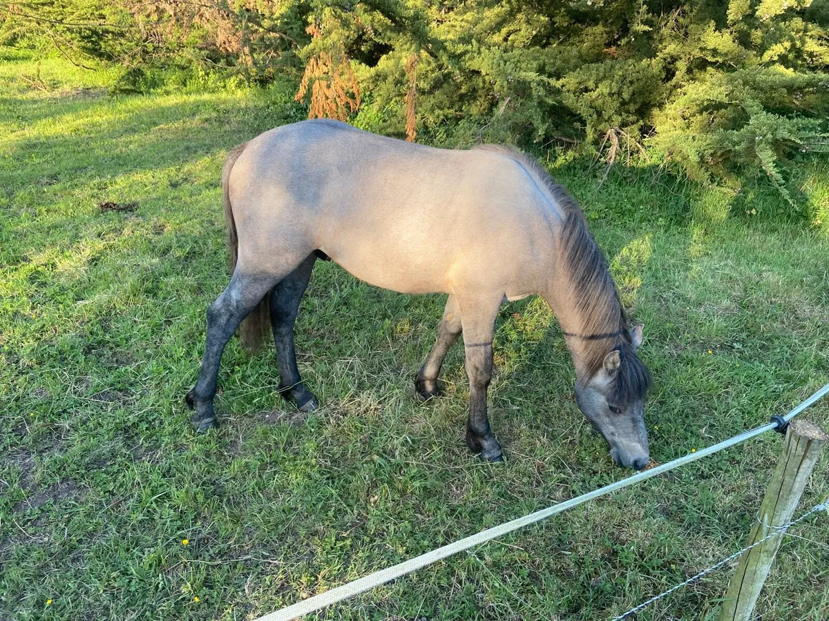 Connemara colt - Image 2