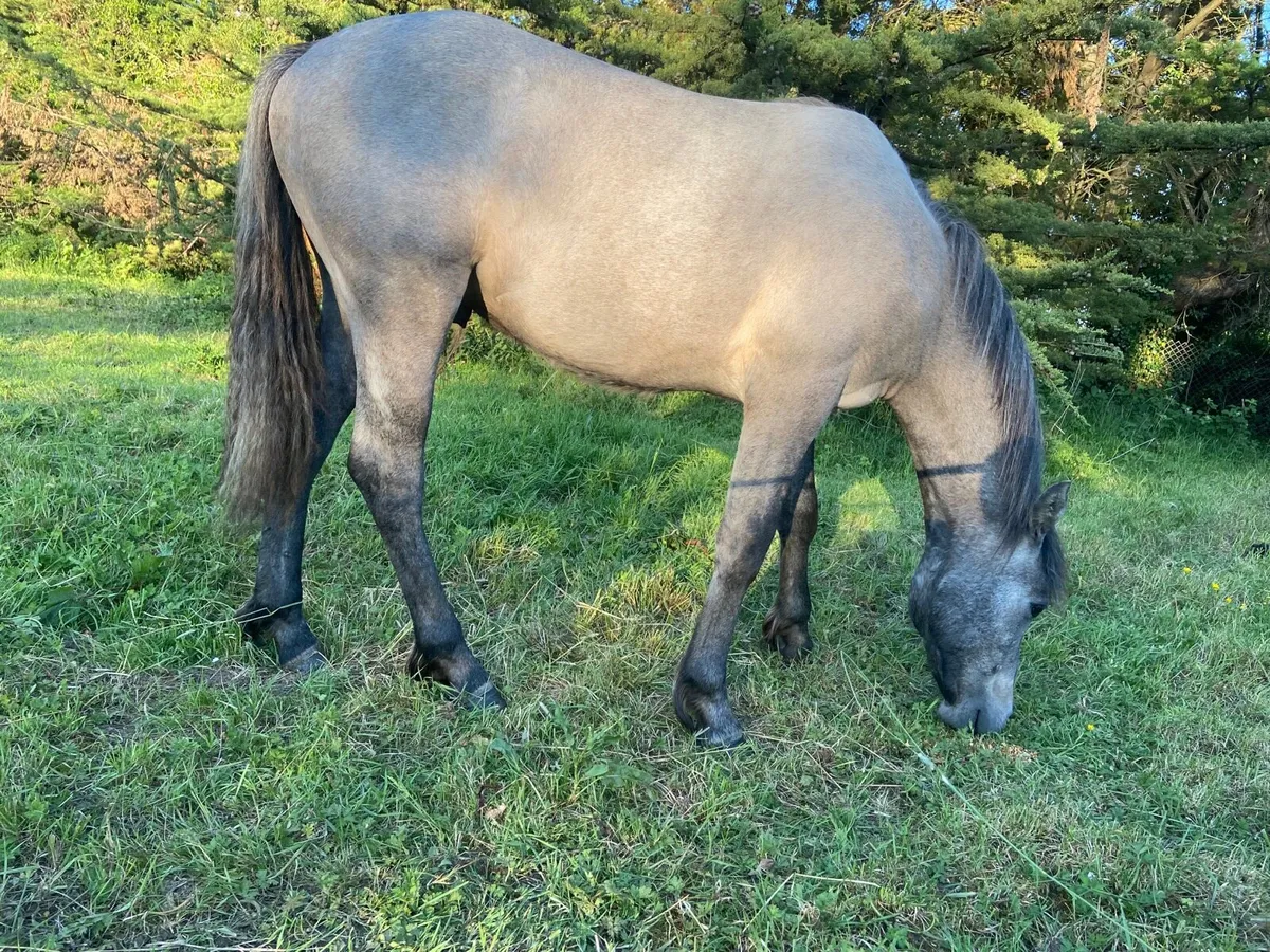Connemara colt - Image 3