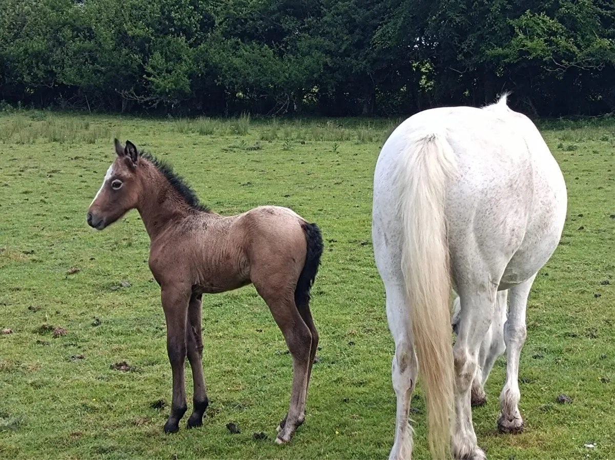 Connemara mare and foal - Image 1