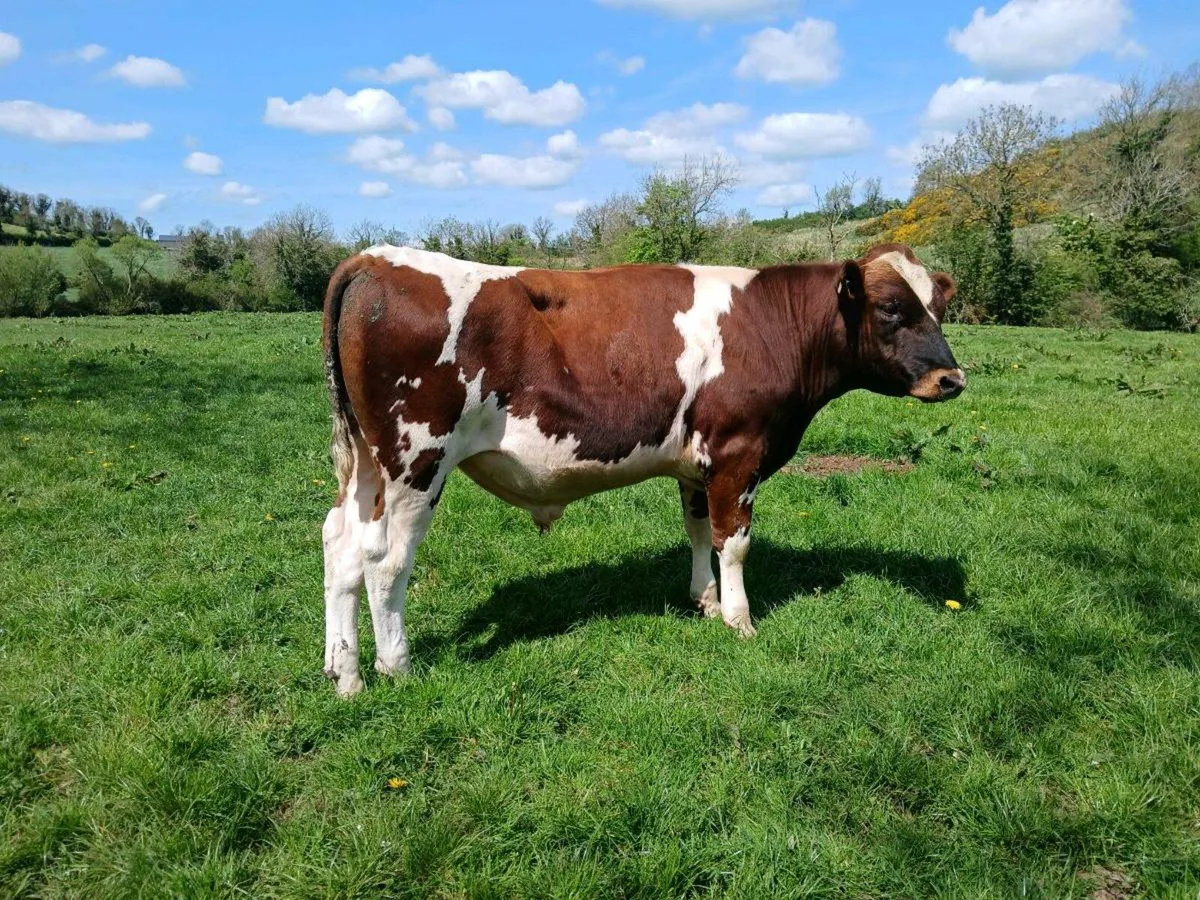 PBR holstein fr bulls red and white for sale - Image 1
