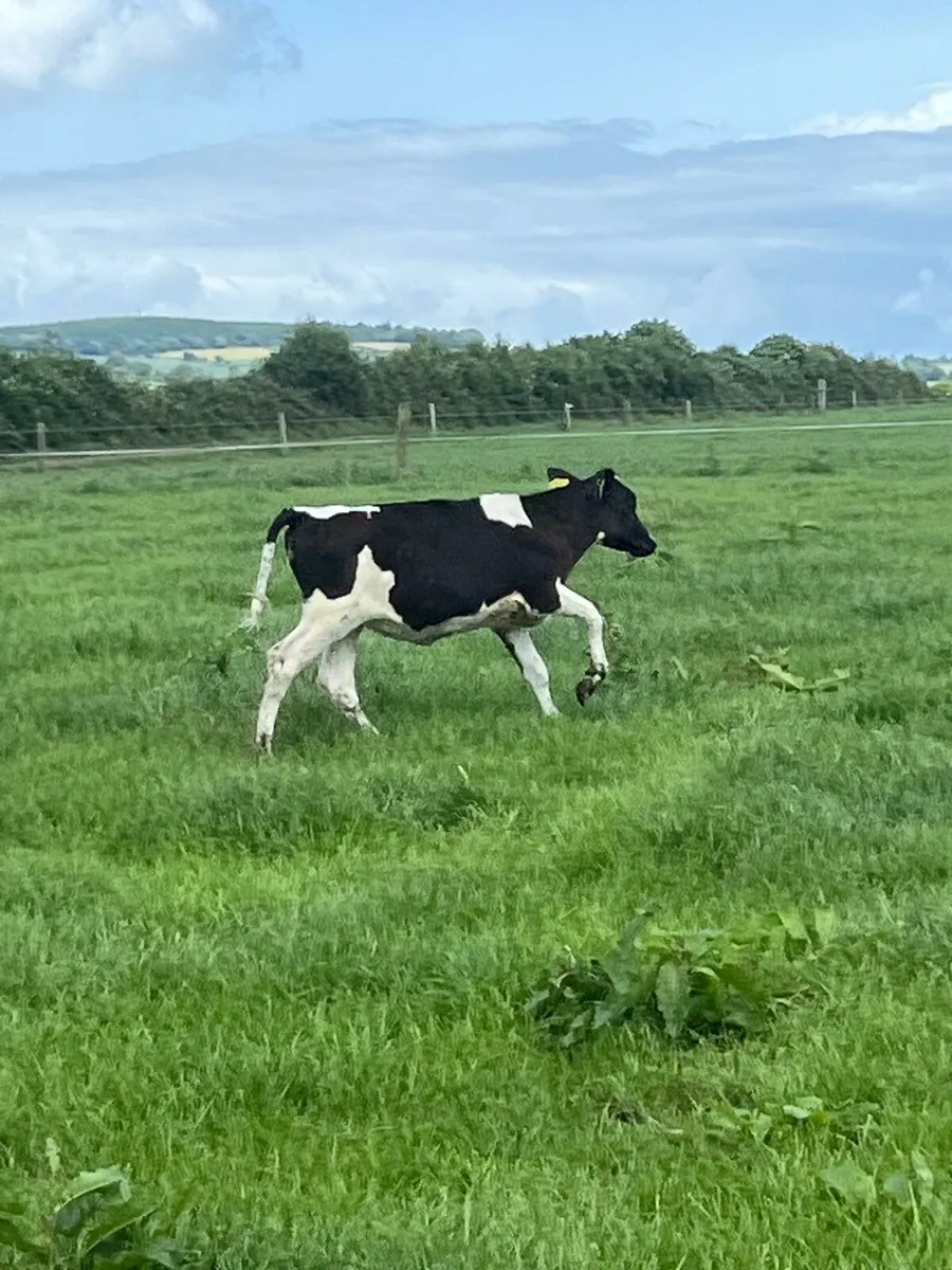 Calf & Runners Cork Marts Corrin Tuesday 11.30 - Image 3