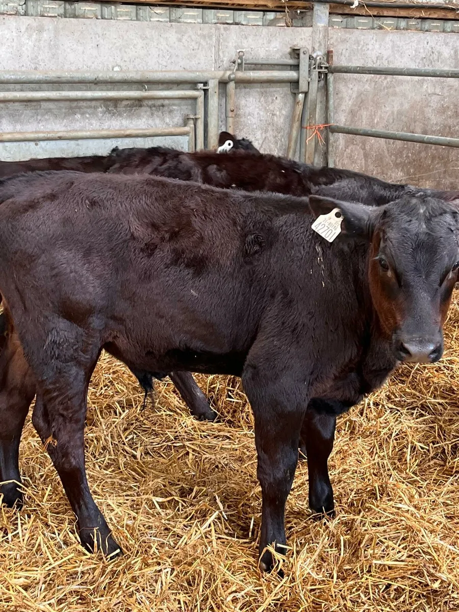 Calf & Runners Cork Marts Corrin Tuesday 11.30 - Image 1