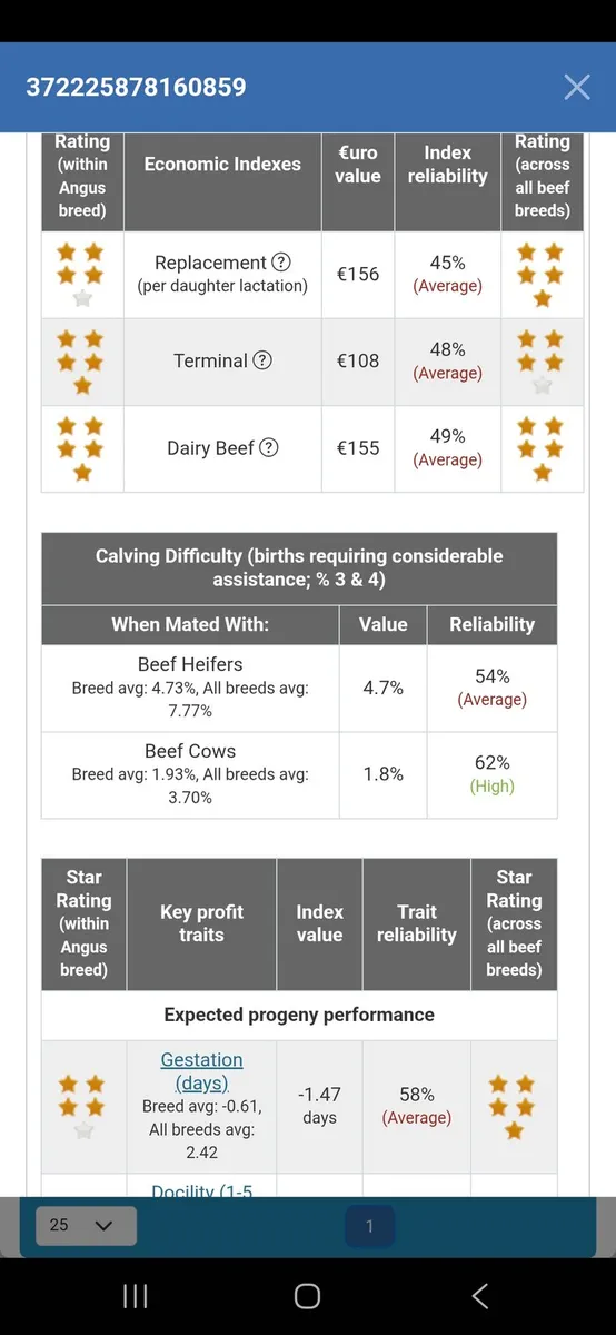 Pedigree angus bulls - Image 4