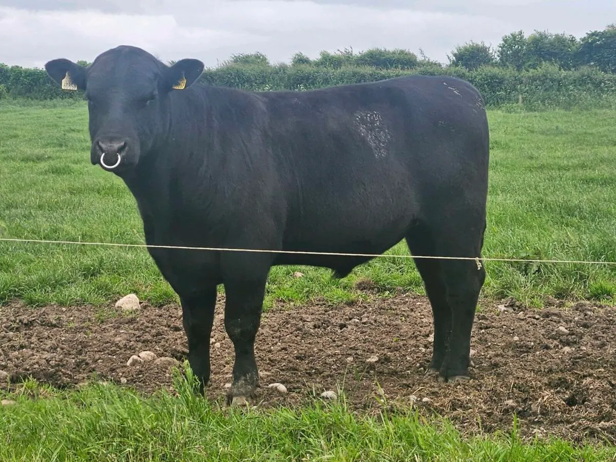 Pedigree angus bulls - Image 3