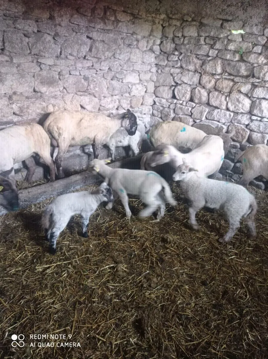 Hoggets with lambs - Image 2