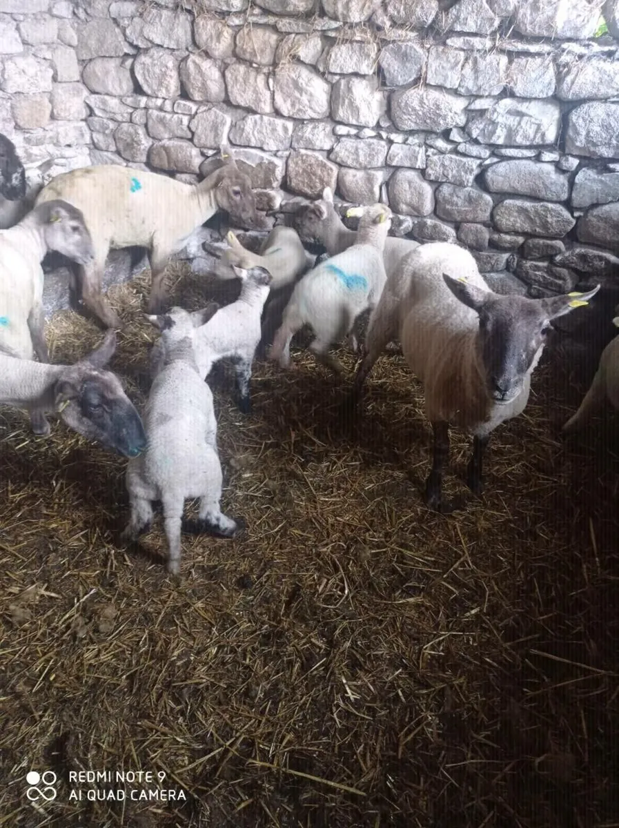 Hoggets with lambs - Image 3
