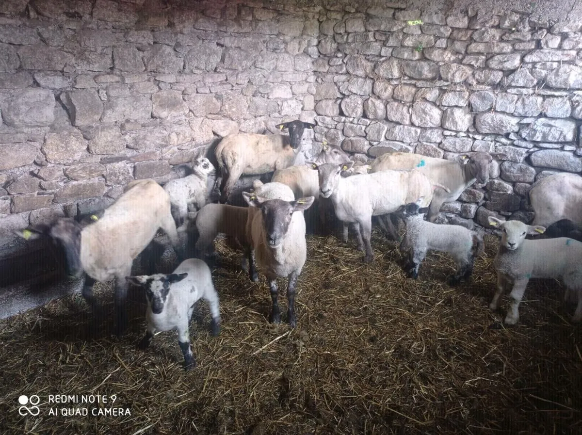 Hoggets with lambs - Image 1