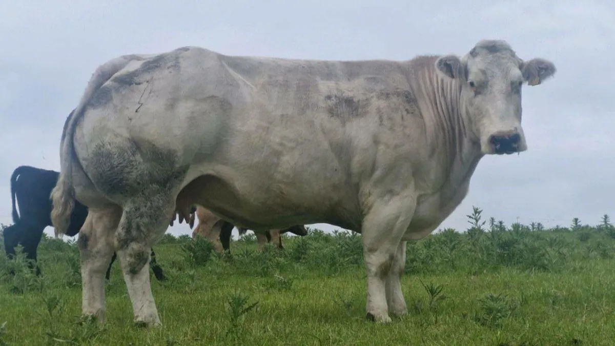 P.B.R Belgian blue cow - Image 1