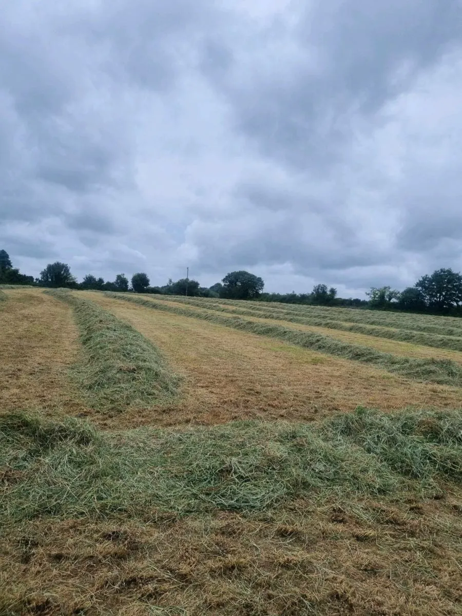 Silage - Image 1