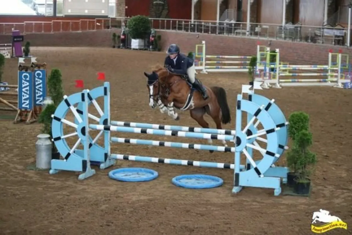 Lot 69 Cavan Horse sales wed 4th - Image 3