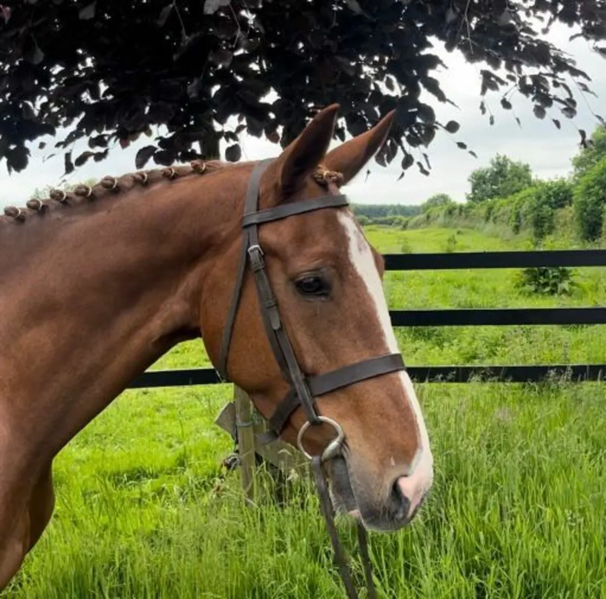 Lot 69 Cavan Horse sales wed 4th - Image 4