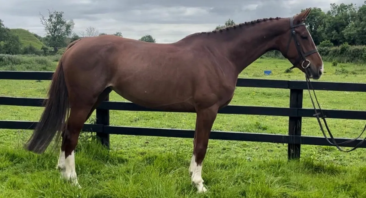 Lot 69 Cavan Horse sales wed 4th - Image 1