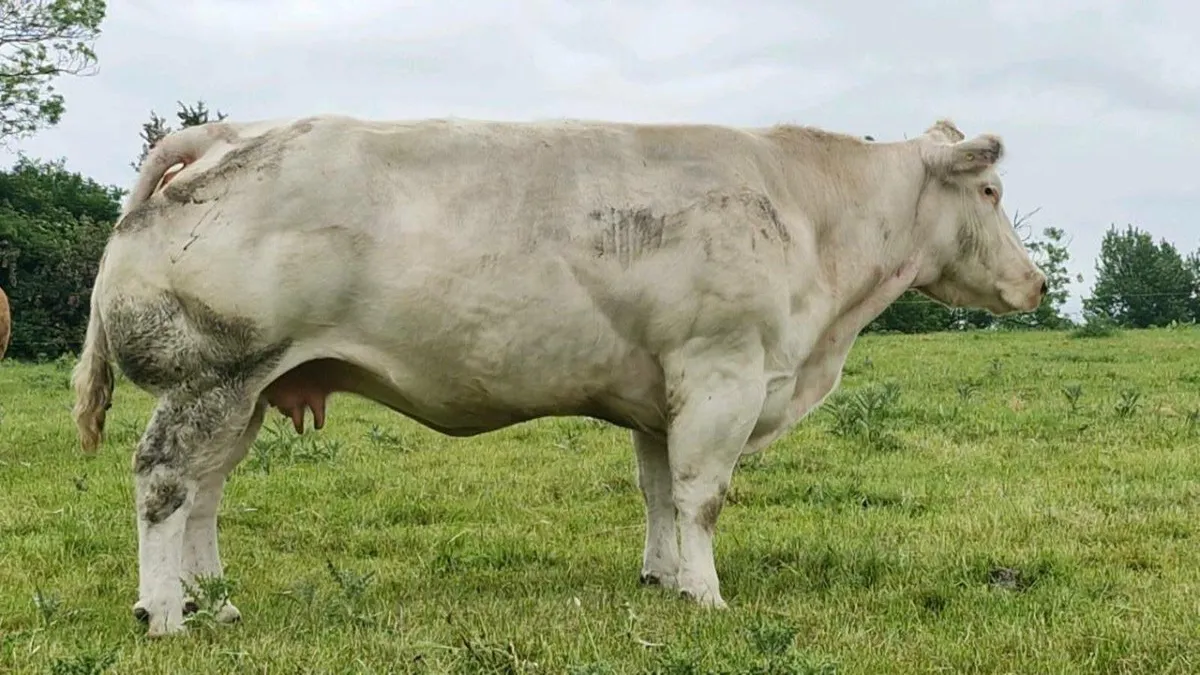 P.B.R Belgian blue cow - Image 2