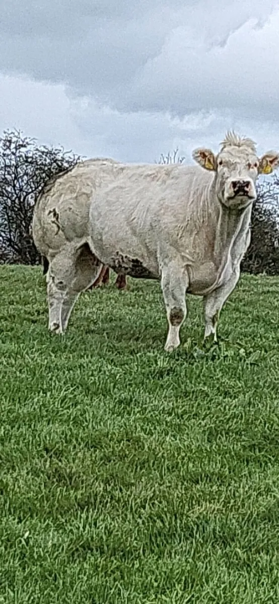 P.B.R Belgian blue cow - Image 3