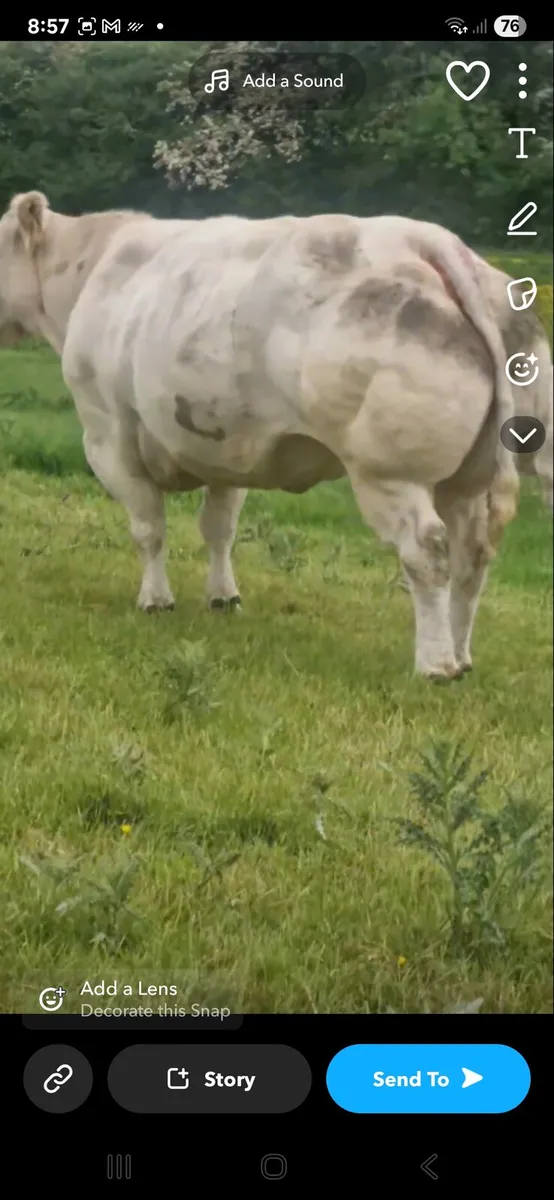 P.B.R Belgian blue cow - Image 4