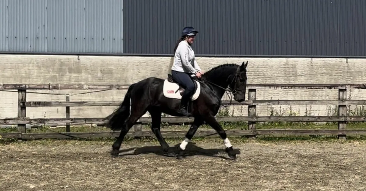 Lot 85 cavan horse sales wed 4th - Image 3