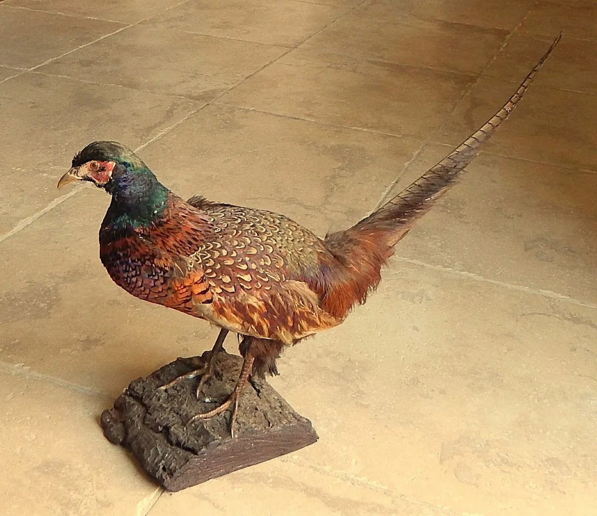 Vintage Taxidermy of a Pheasant on Wood Stand - Image 1